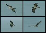 (14) osprey montage.jpg    (1000x720)    205 KB                              click to see enlarged picture